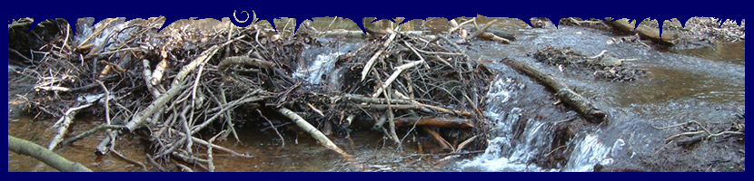 Eifelbiber, ein Projekt der Biologische Station im Kreis Düren e.V.